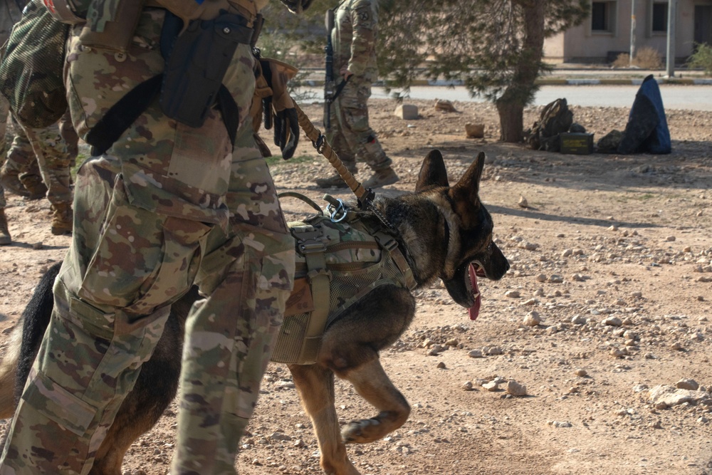 U.S. Army Soldiers and K-9 Team Enhance Security with Joint Training Exercise