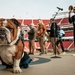 San Francisco 49ers Salute to Service Game