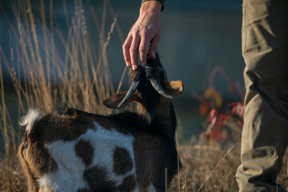 Goats at Gavins Point Dam