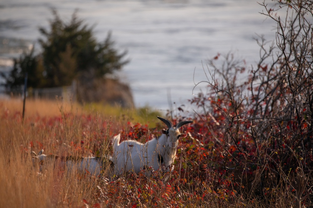 Goats at Gavins Point Dam