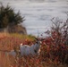 Goats at Gavins Point Dam