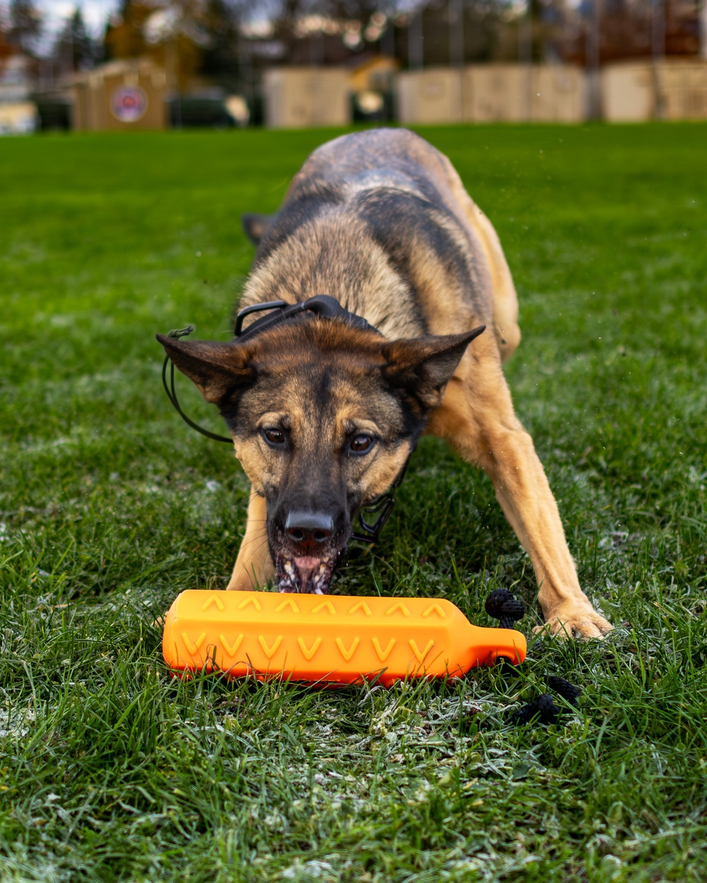 MWD Heli and Sgt. Jacomine