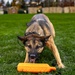 MWD Heli and Sgt. Jacomine