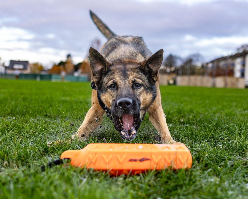 MWD Heli and Sgt. Jacomine