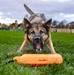 MWD Heli and Sgt. Jacomine