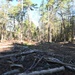 Timber Management for Habitat Management