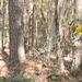 Timber Management for Habitat Management