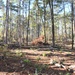 Timber Management for Habitat Management