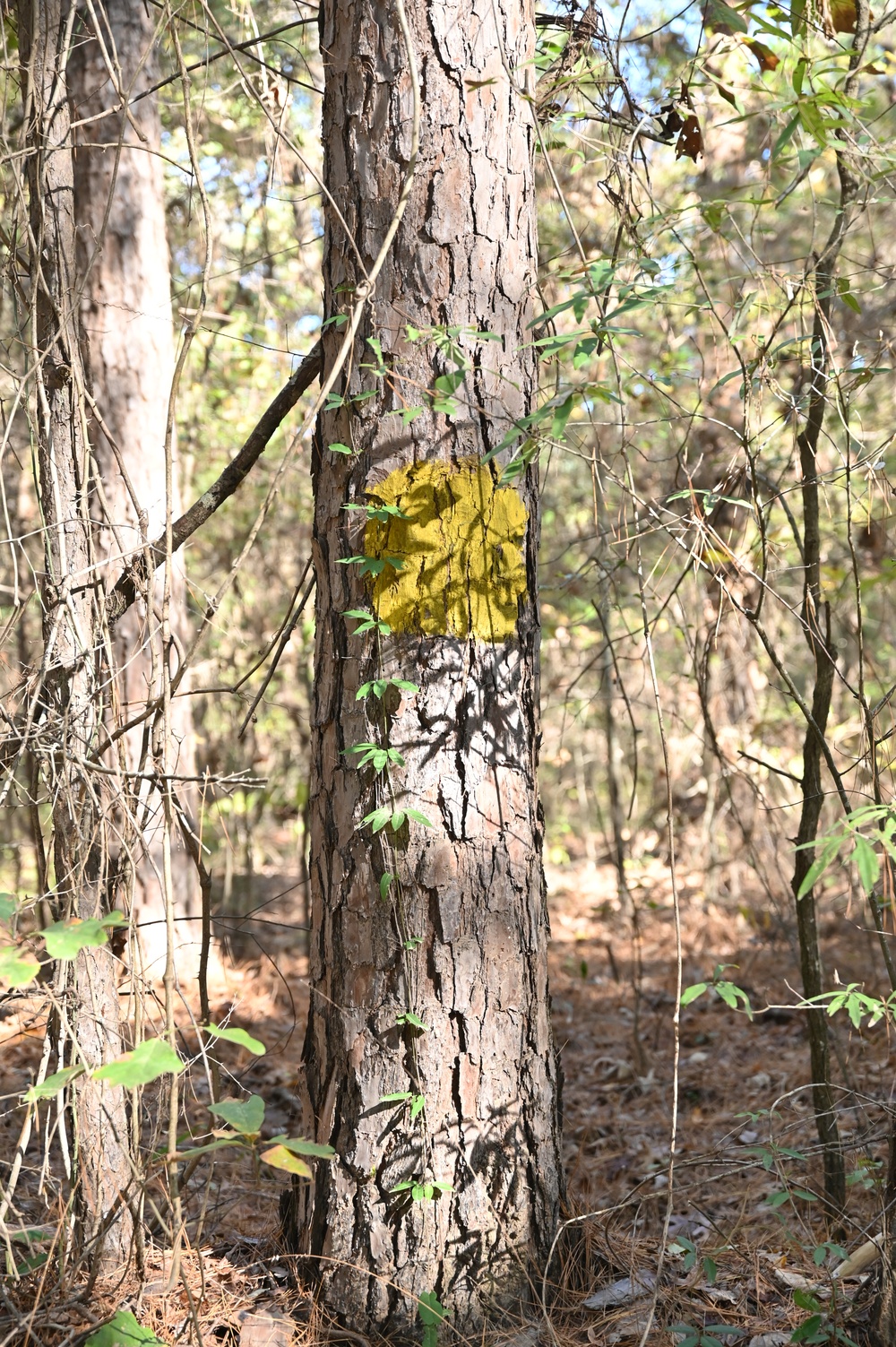 Timber Management for Habitat Management