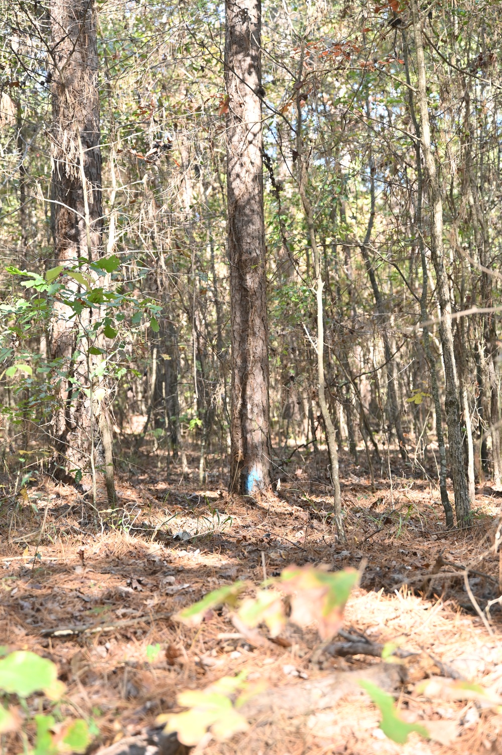 Timber Management for Habitat Management