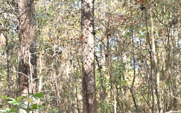 Timber Management for Habitat Management