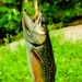 2025 early catch, release trout season opens Jan. 6 in Wisconsin, Fort McCoy