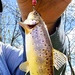 2025 early catch, release trout season opens Jan. 6 in Wisconsin, Fort McCoy