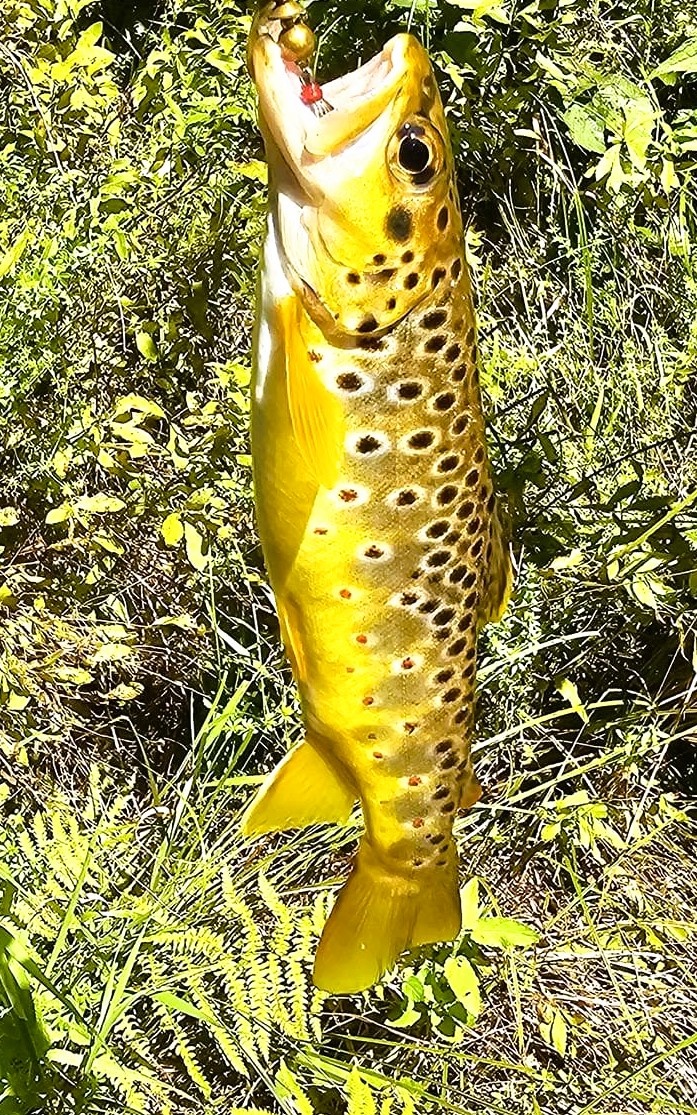 2025 early catch, release trout season opens Jan. 6 in Wisconsin, Fort McCoy