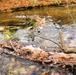 2025 early catch, release trout season opens Jan. 6 in Wisconsin, Fort McCoy