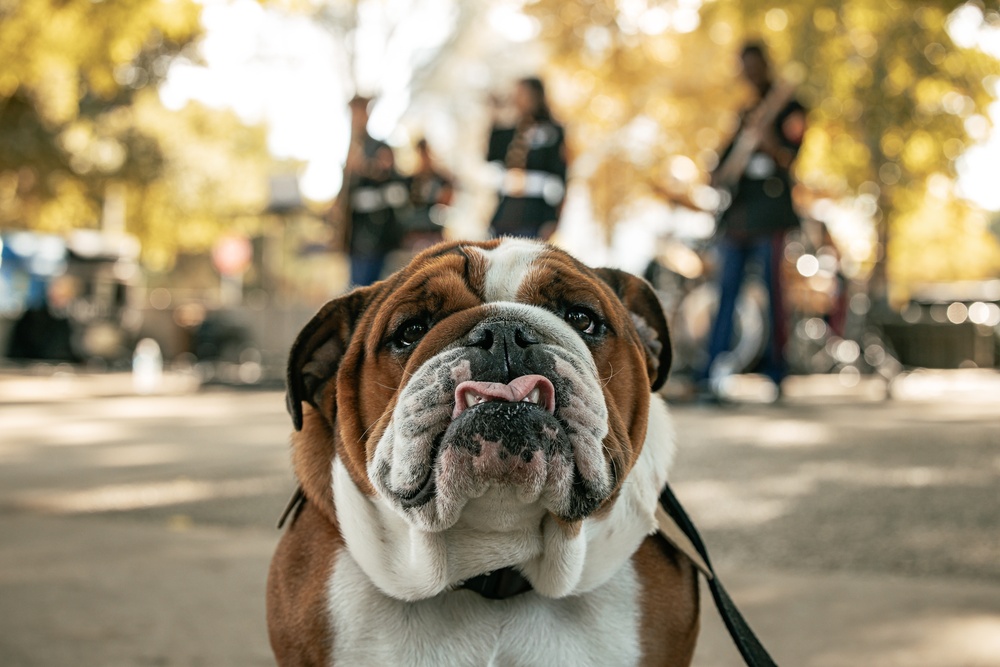 Marine Corps Band San Diego performs at CSUN