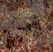 Sniper Stalk