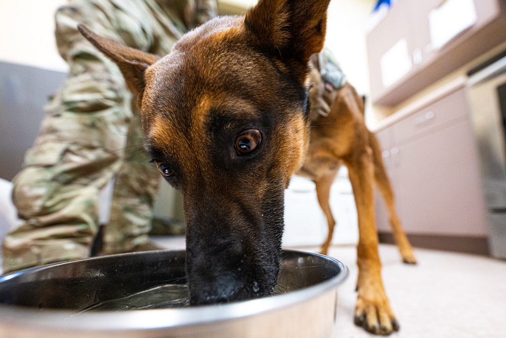 Side by side: 375th SFS MWD handlers