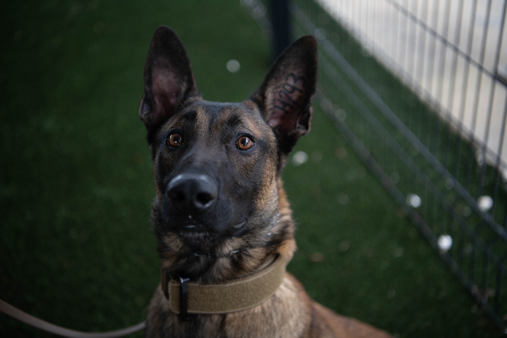 Tyndall Air Force Base welcomes its newest K9 asset