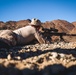 U.S. Marines with 2nd Battalion, 23rd Marine Regiment, conduct a sniper range in preparation for upcoming deployment