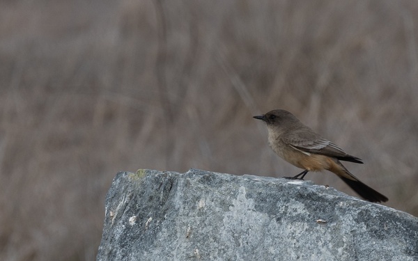 Monarch Butterfly Conservation Partnership Celebration