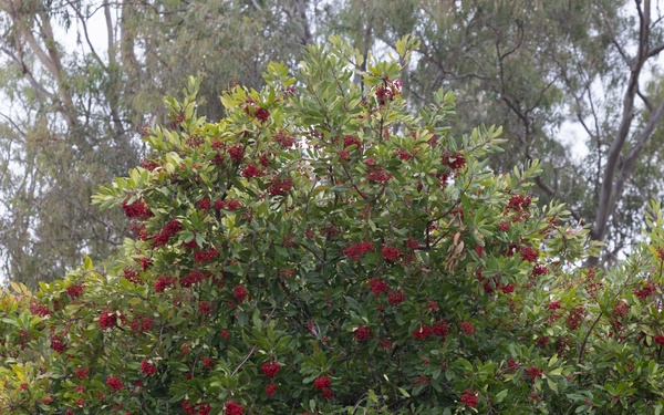 Monarch Butterfly Conservation Partnership Celebration