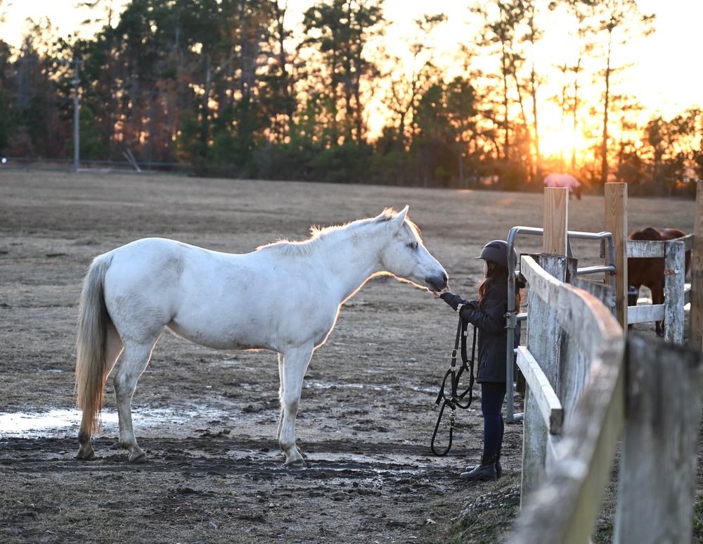 Horses: From Historical Battlefields to Healing Invisible Wounds