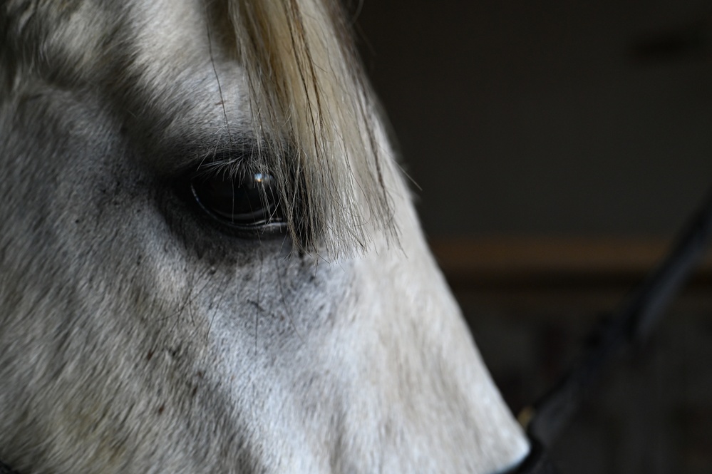 Horses: From Historical Battlefields to Healing Invisible Wounds