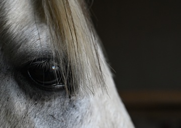 Horses: From Historical Battlefields to Healing Invisible Wounds