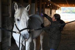 Horses: From Historical Battlefields to Healing Invisible Wounds