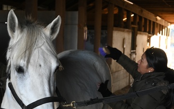 Horses: From Historical Battlefields to Healing Invisible Wounds