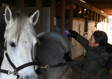 Horses: From Historical Battlefields to Healing Invisible Wounds