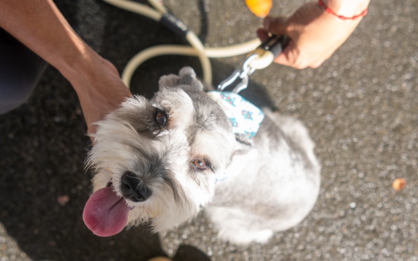 Coffee and Pups Event