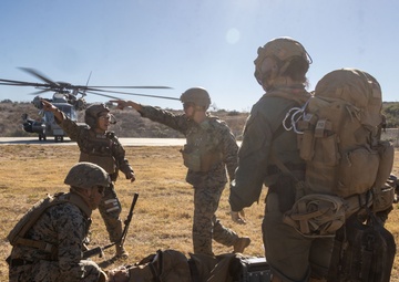 U.S. Navy corpsmen conduct mass casualty evacuation drill during Steel Knight 24