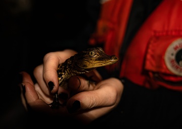 RECOVER- Get the Data Alligator