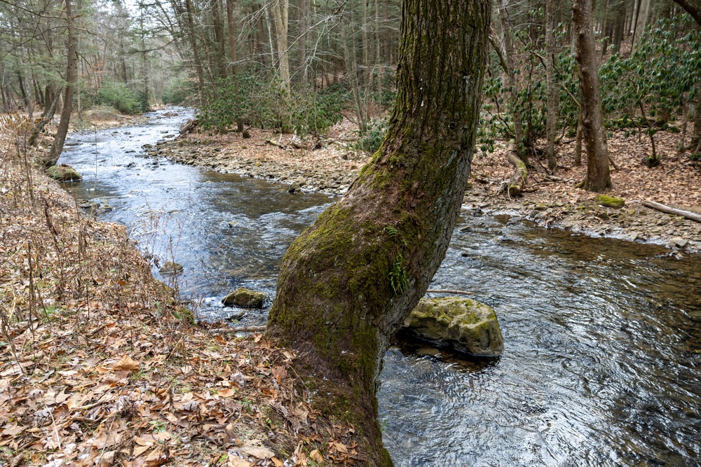 From curiosity to conservation: How a young park ranger discovered two rare, old-growth forests