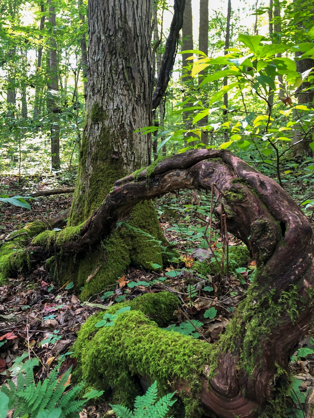 From curiosity to conservation: How a young park ranger discovered two rare, old-growth forests