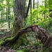 From curiosity to conservation: How a young park ranger discovered two rare, old-growth forests