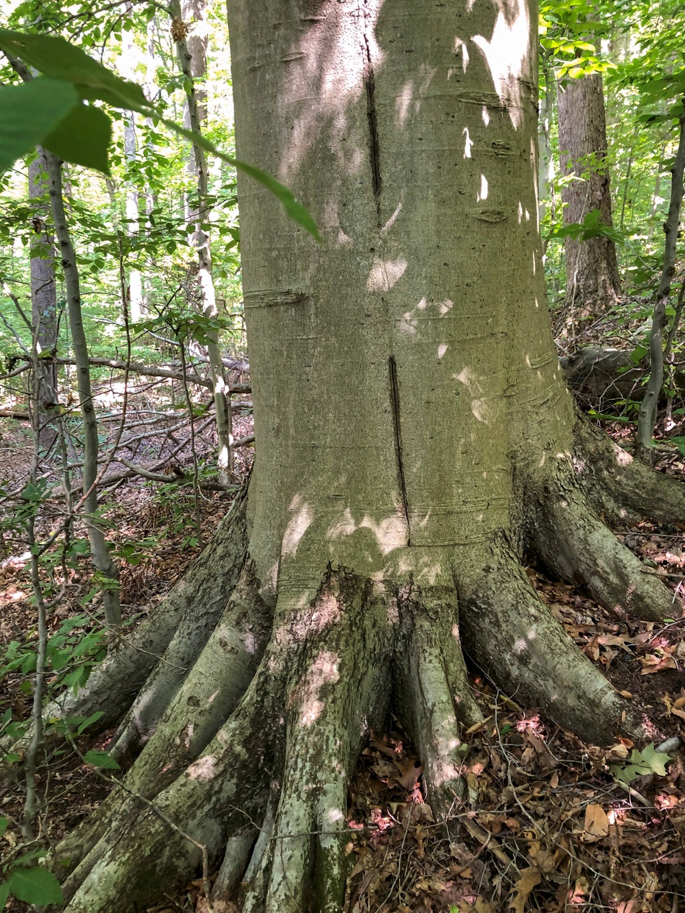 From curiosity to conservation: How a young park ranger discovered two rare, old-growth forests