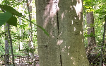 From curiosity to conservation: How a young park ranger discovered two rare, old-growth forests