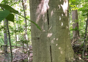 From curiosity to conservation: How a young park ranger discovered two rare, old-growth forests