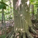 From curiosity to conservation: How a young park ranger discovered two rare, old-growth forests