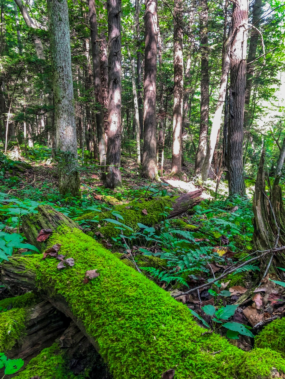 From curiosity to conservation: How a young park ranger discovered two rare, old-growth forests