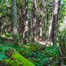 From curiosity to conservation: How a young park ranger discovered two rare, old-growth forests