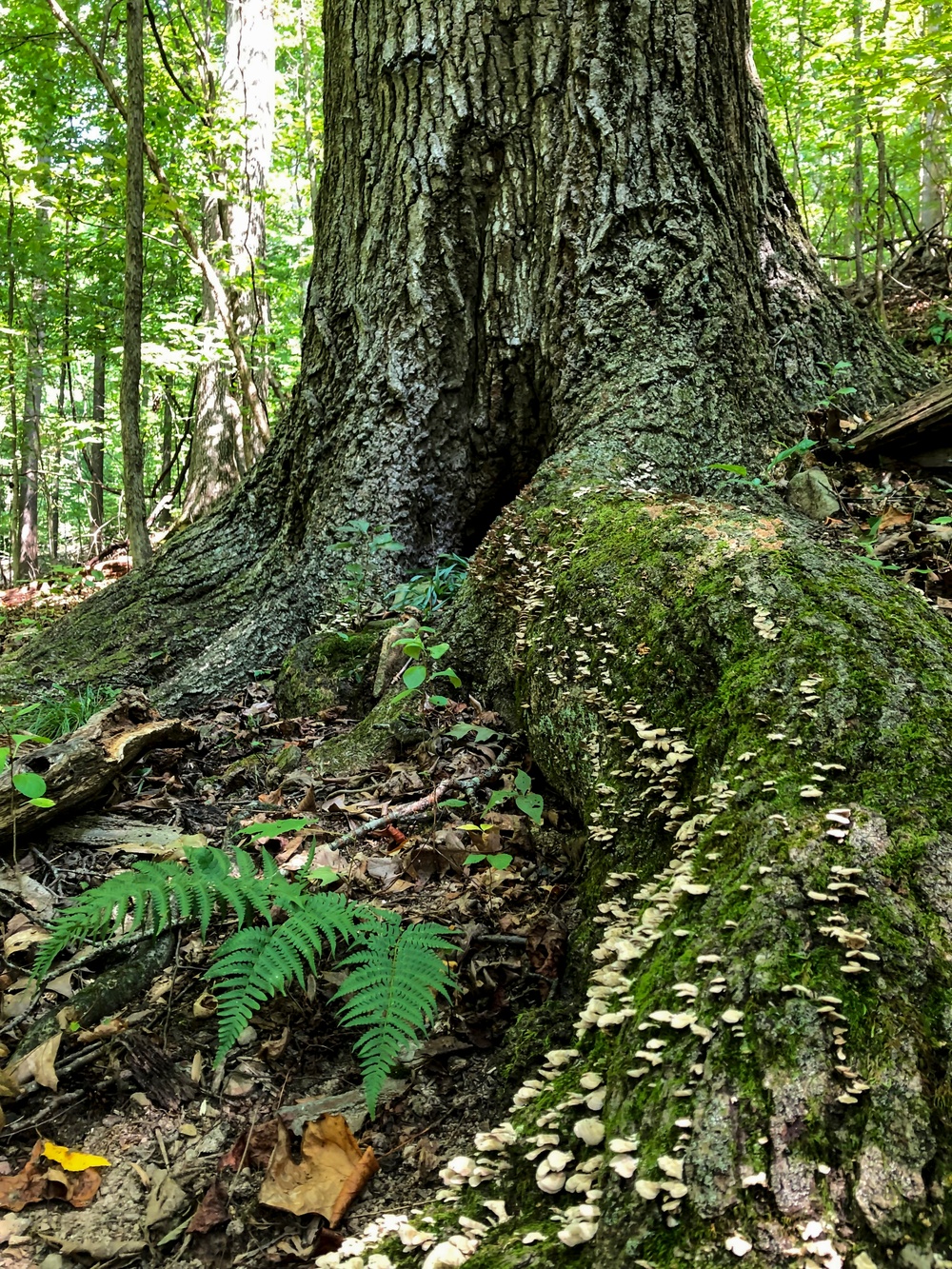 From curiosity to conservation: How a young park ranger discovered two rare, old-growth forests