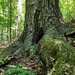 From curiosity to conservation: How a young park ranger discovered two rare, old-growth forests