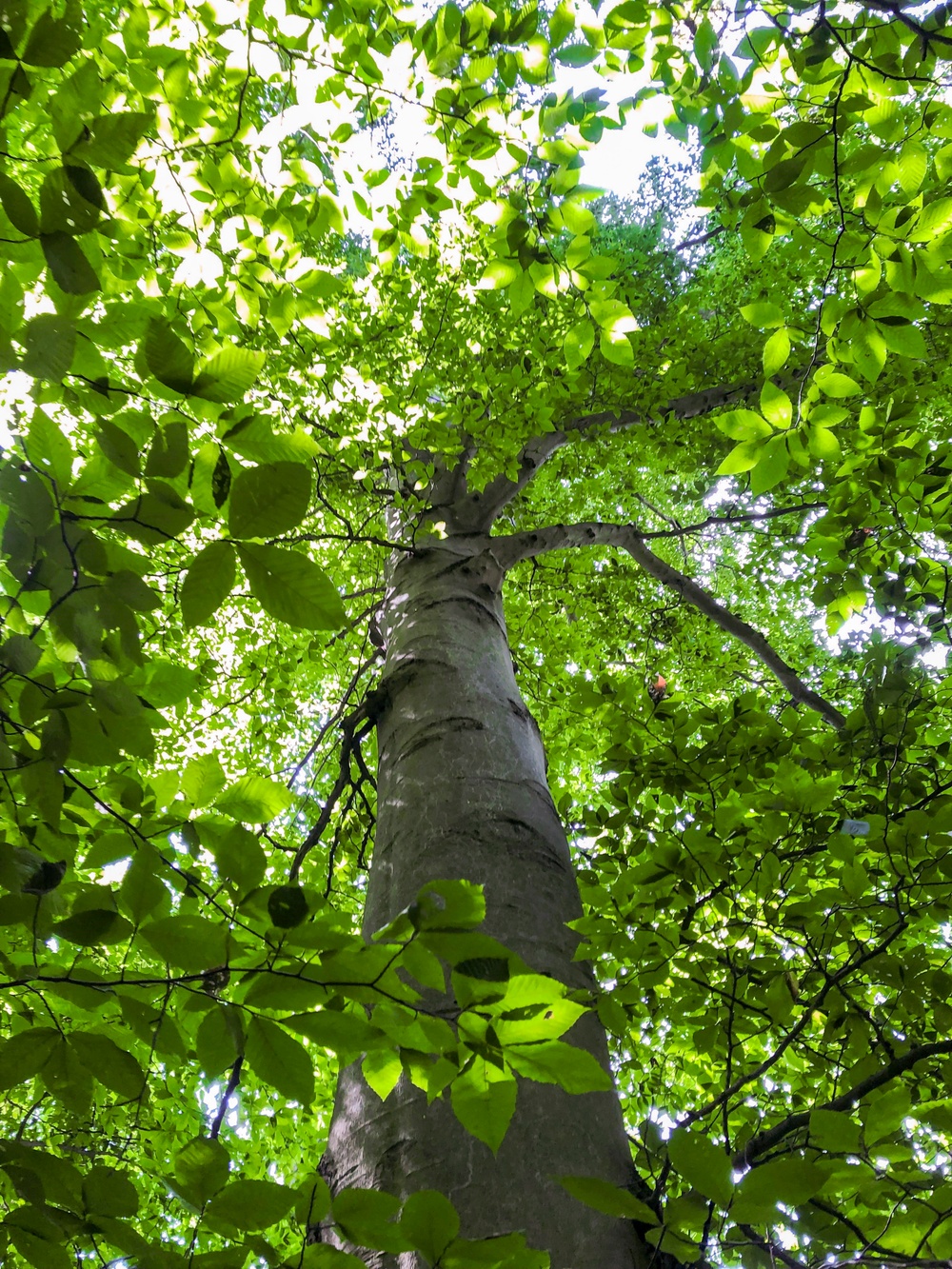 From curiosity to conservation: How a young park ranger discovered two rare, old-growth forests