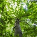 From curiosity to conservation: How a young park ranger discovered two rare, old-growth forests