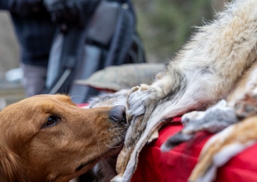 From curiosity to conservation: How a young park ranger discovered two rare, old-growth forests