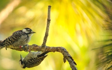 Camp Lejeune achieves significant milestone in Red-cockaded Woodpecker conservation efforts